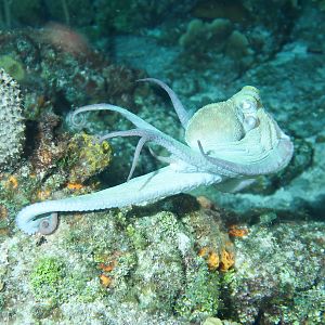 Octopus Two Launching