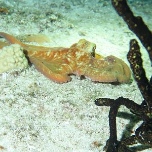Octopus Three Hunting