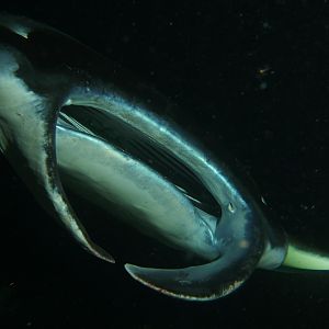 Manta Mania dive