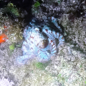 Octopus on our night dive