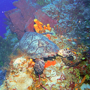 Wonder if he's heading to the EAC