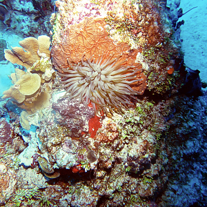 Anemone on the coral