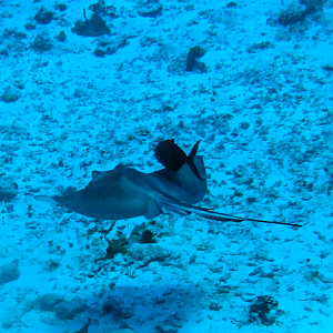 A ray and his buddy, part 1