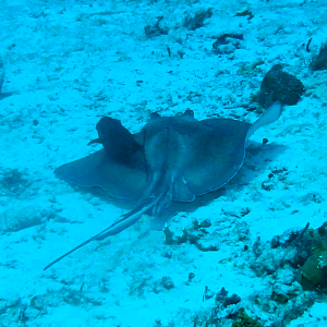 A ray and his buddy, part 2