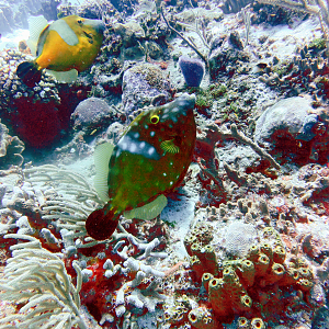 Whitespotted filefish