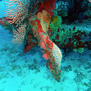 Coral growing on the propeller