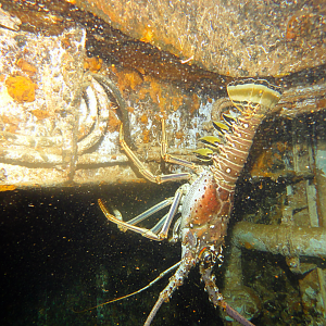 Lobster hanging out by a ladder