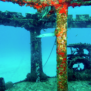 Barracuda lurking on the deck