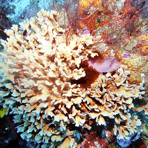 Scaled lettuce coral