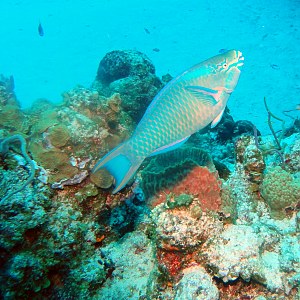 Rainbow parrotfish