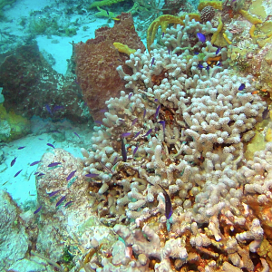 Pretty purple fishies