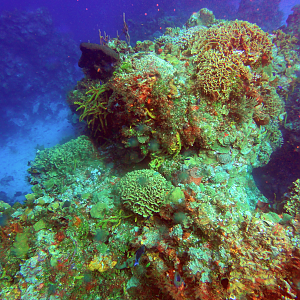 Coral formation