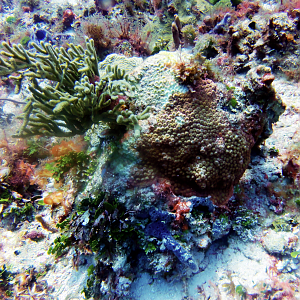 Boulder star coral (?)