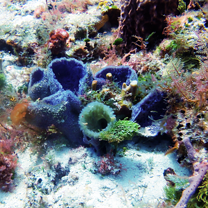 Purple sponges