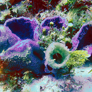 Purple sponges