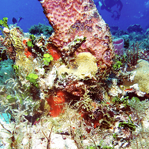 It's easier to take pictures of coral