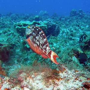Stoplight parrotfish