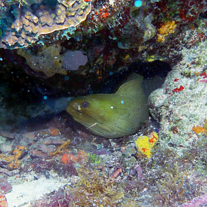 Green moray just wants to say hello