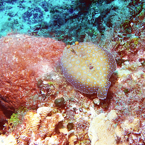 Peacock flounder
