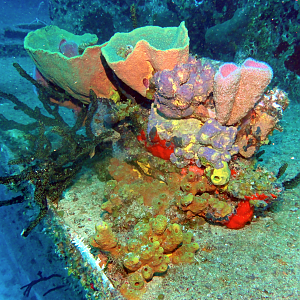 Coral on the C-53