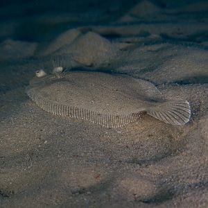 Flatfish-1-2