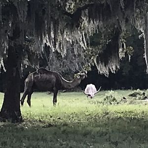 Just a typical Texas scene