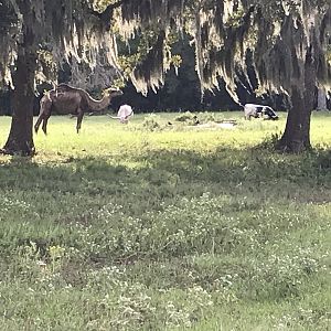 Livestock