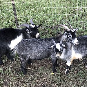 Lil goats