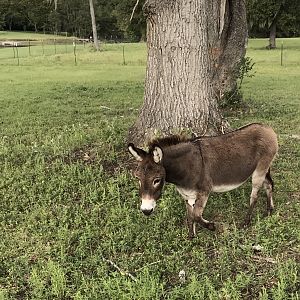 What a cute little ass