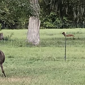 Alpacas