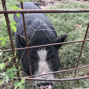 Oink