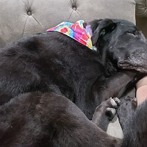 Gratuitous post-vacation pic of my puppy