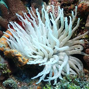 anemone
