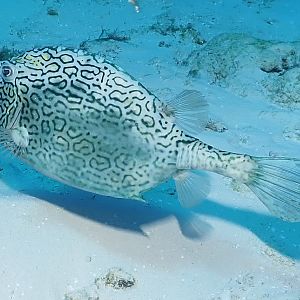 Honeycomb cowfish