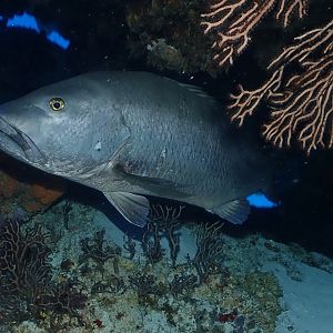 Big ol' snapper