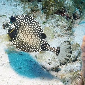 trunkfish