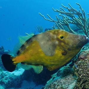 another filefish