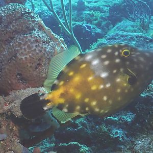 white spotted filefish