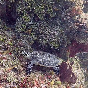 Chillin' on the reef