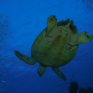 Swimming over