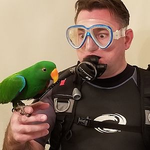 HOLY TAIL FEATHERS!!!!  Is that a parrot fish or an exotic green bird wrasse???