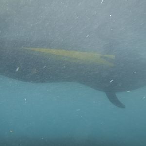 ReefHound&watermonkeesKayak