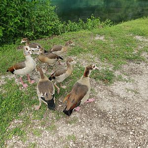 Hungry little duck family