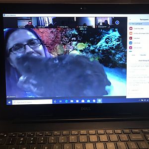 Lakediver’s pooch pops in