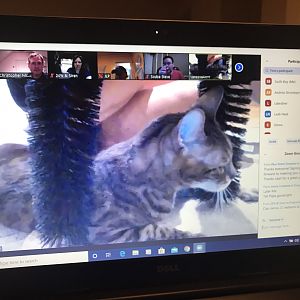 Cousteau gets some mid-meeting loves