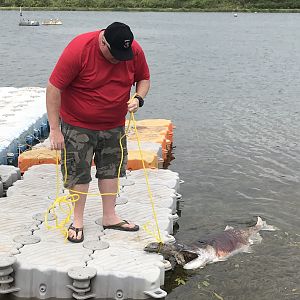 The elusive paddlefish