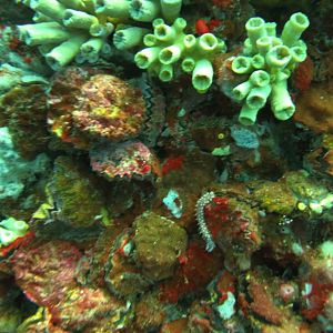 Coral growth on rig