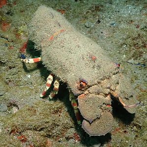 armored