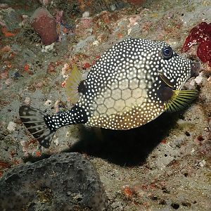 spotted trunkfish