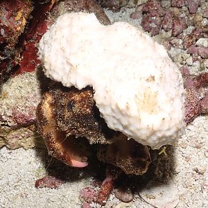 decorator crab with a white hat